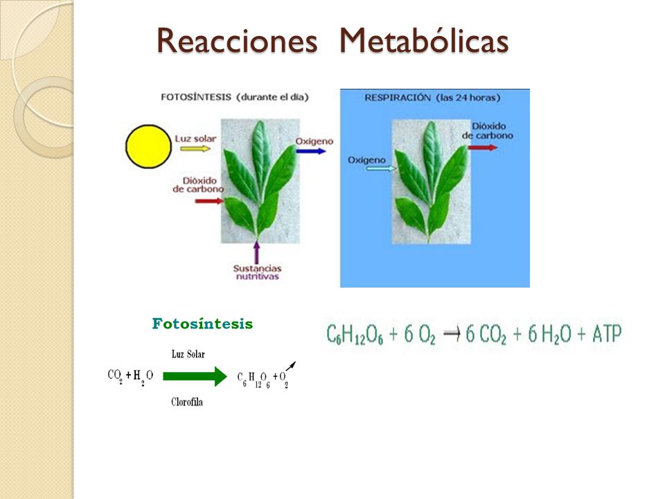 Reacciones Metabólicas