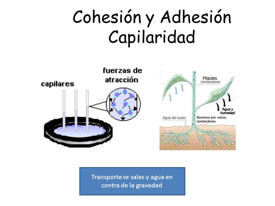 Cohesión y Adhesión Capilaridad