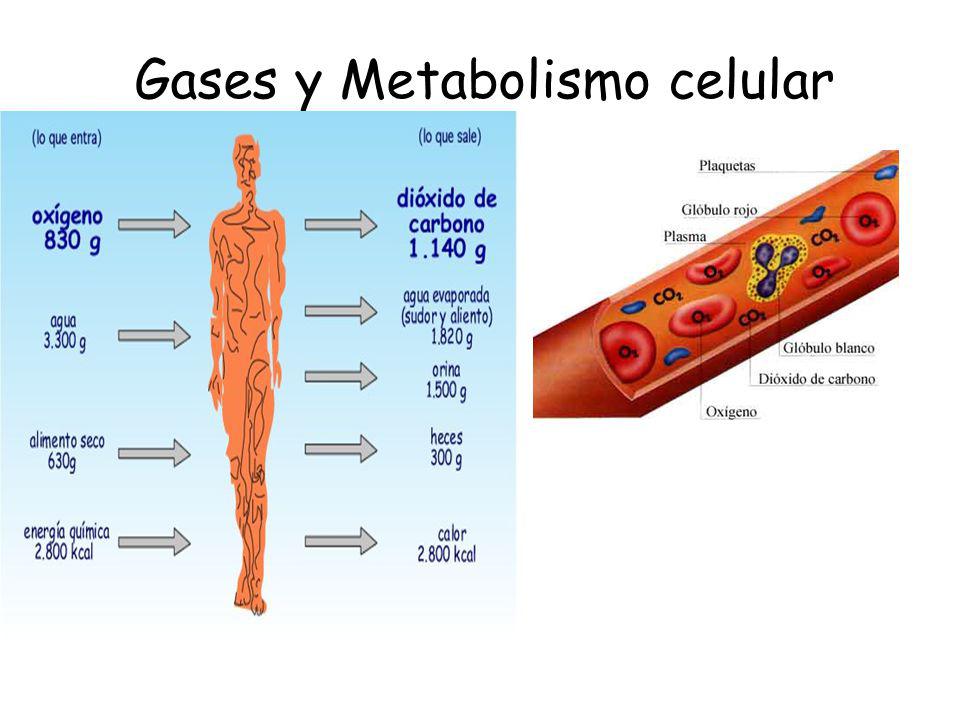 Gases y Metabolismo celular