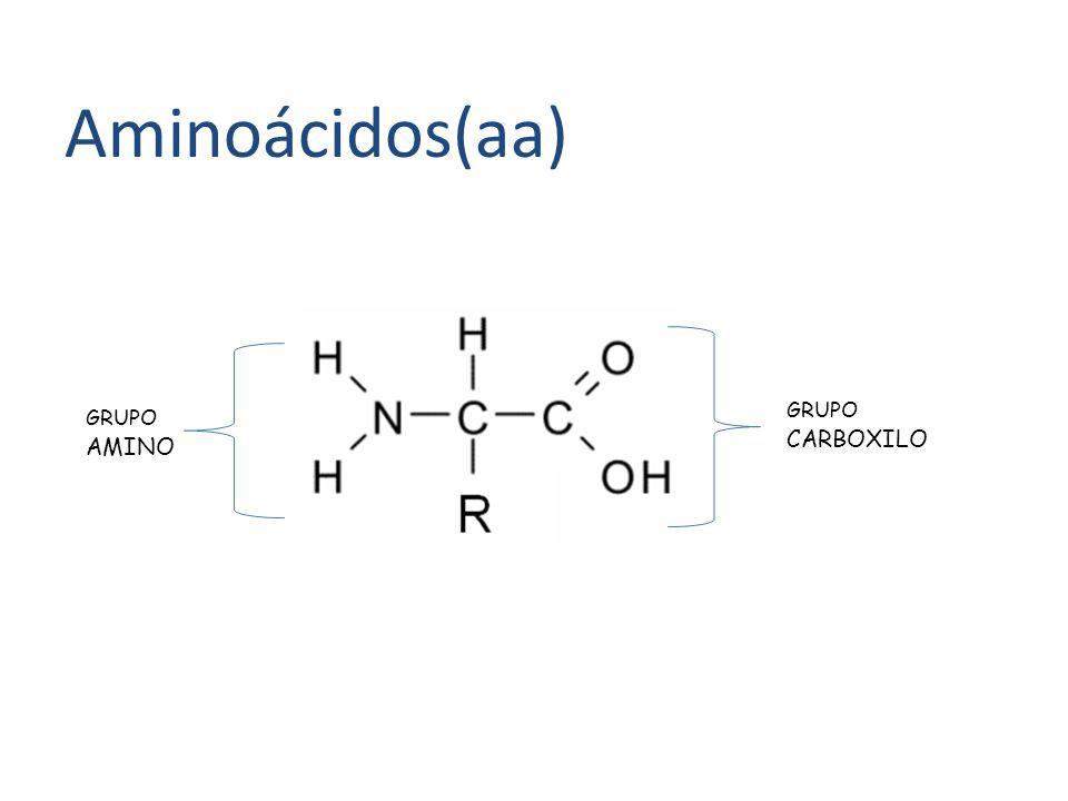 Aminoácidos(aa) GRUPO CARBOXILO GRUPO AMINO
