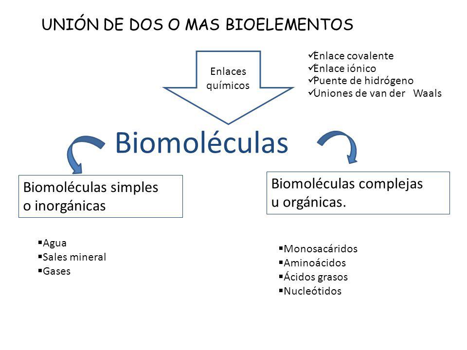 Biomoléculas UNIÓN DE DOS O MAS BIOELEMENTOS Biomoléculas complejas