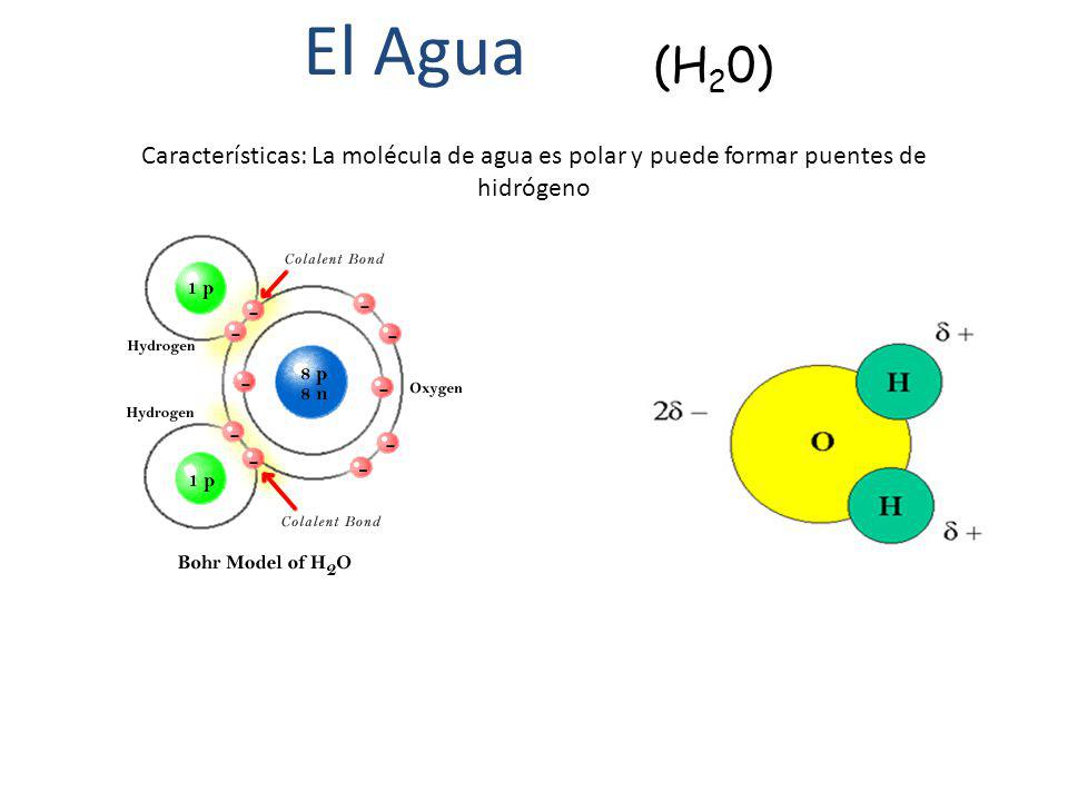 El Agua (H20) Características: La molécula de agua es polar y puede formar puentes de hidrógeno