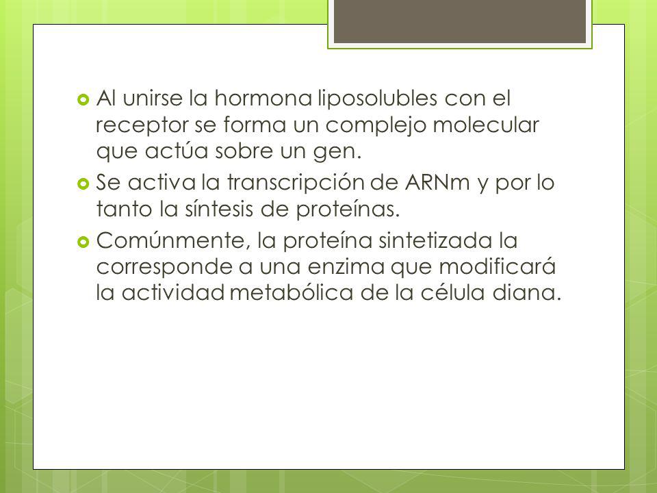 Al unirse la hormona liposolubles con el receptor se forma un complejo molecular que actúa sobre un gen.