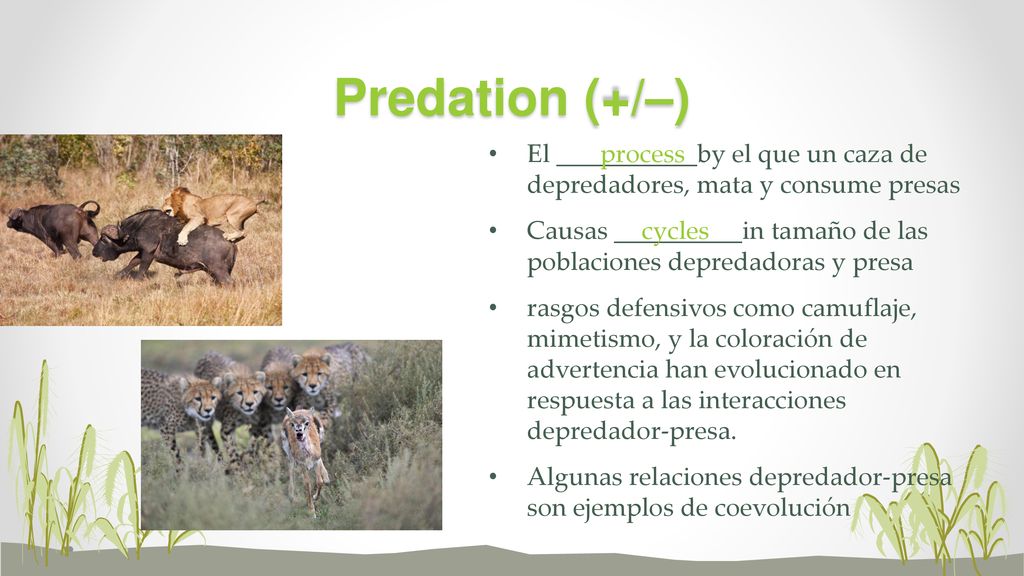 Predation (+/–) El ___________by el que un caza de depredadores, mata y consume presas.