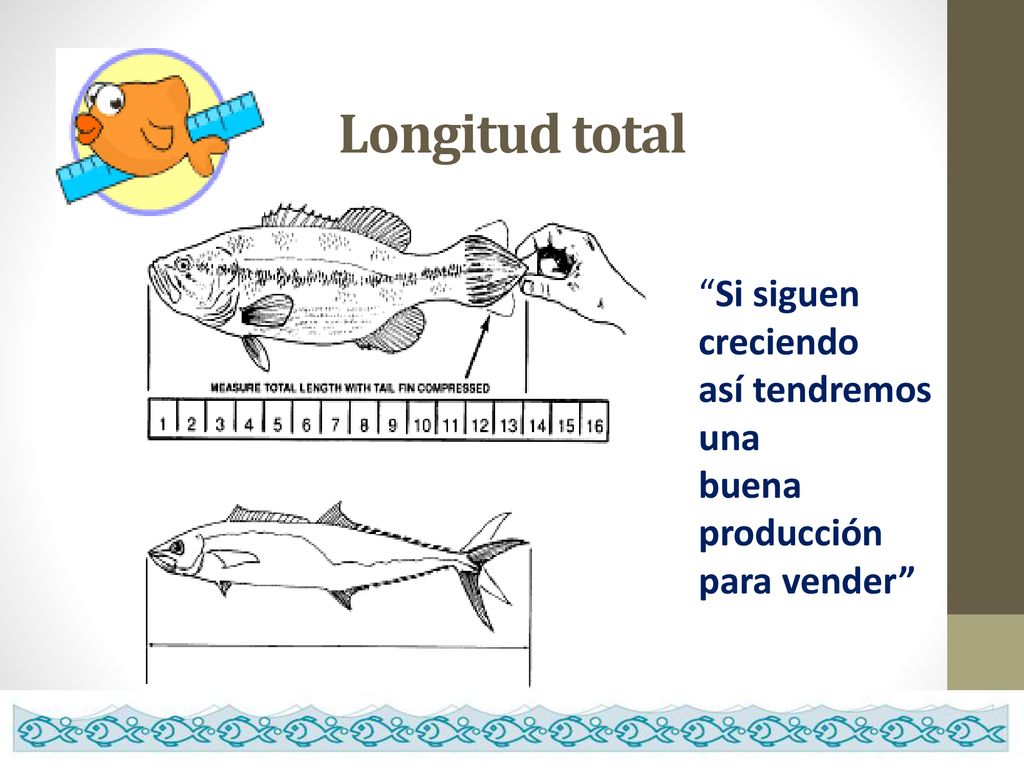 Longitud total Si siguen creciendo así tendremos una buena producción