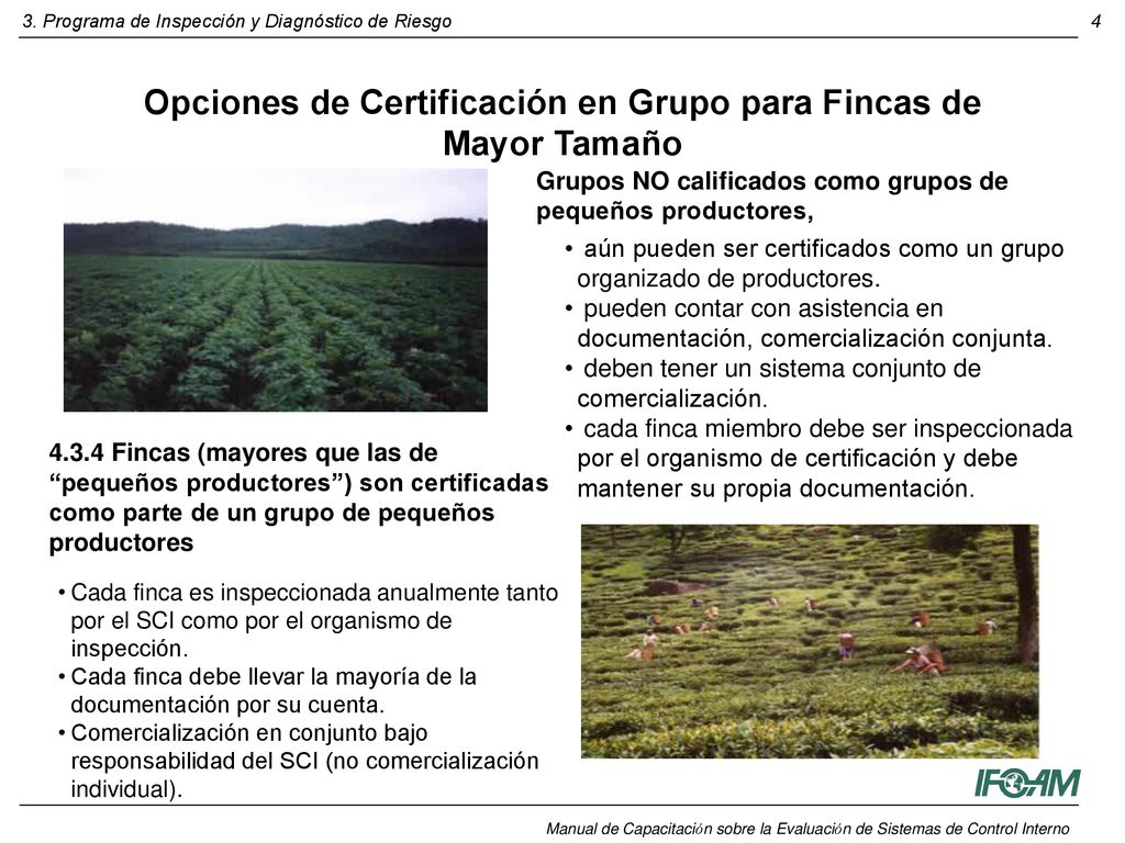 Opciones de Certificación en Grupo para Fincas de Mayor Tamaño