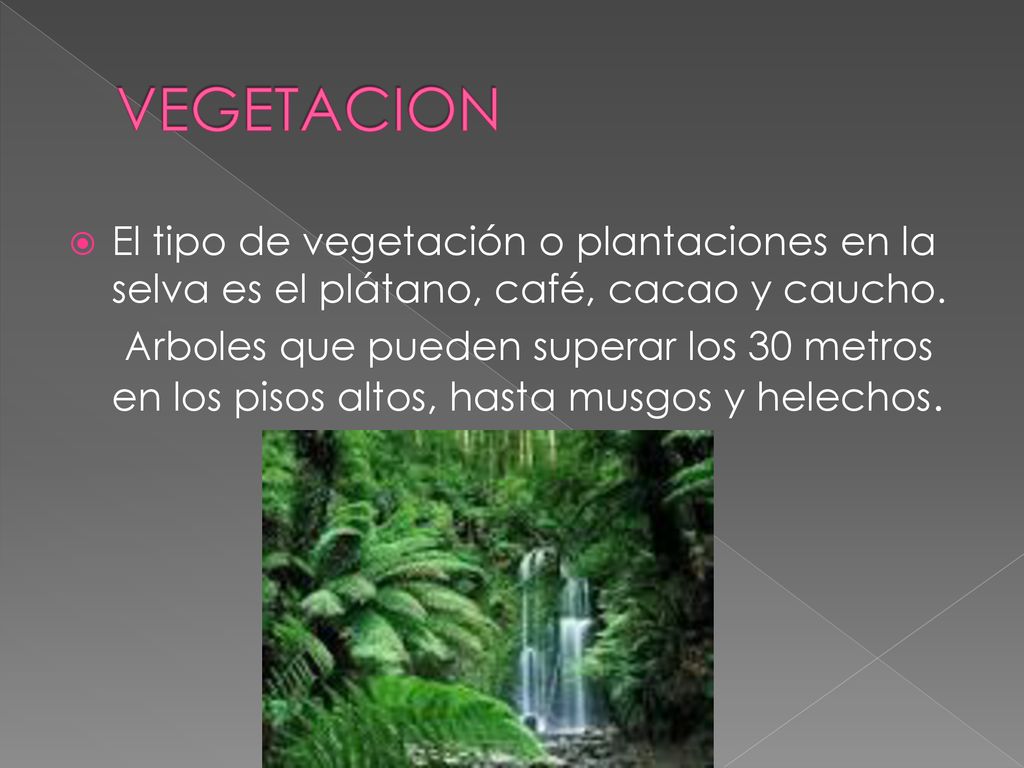 VEGETACION El tipo de vegetación o plantaciones en la selva es el plátano, café, cacao y caucho.