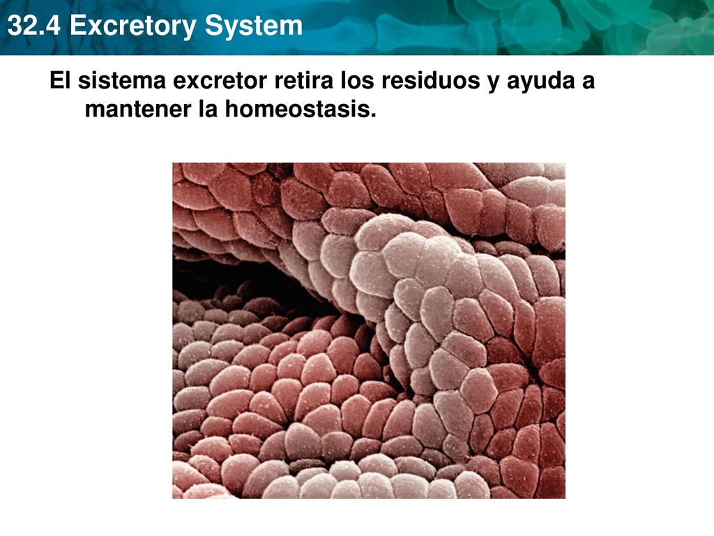El sistema excretor retira los residuos y ayuda a mantener la homeostasis.