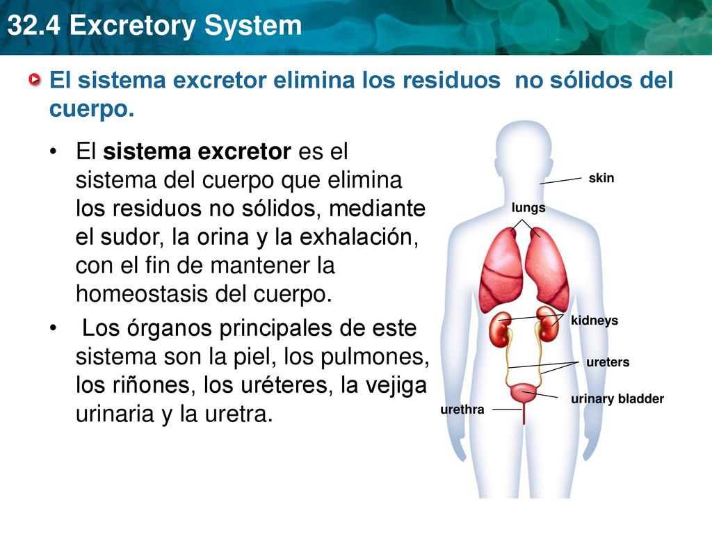 El sistema excretor elimina los residuos no sólidos del cuerpo.