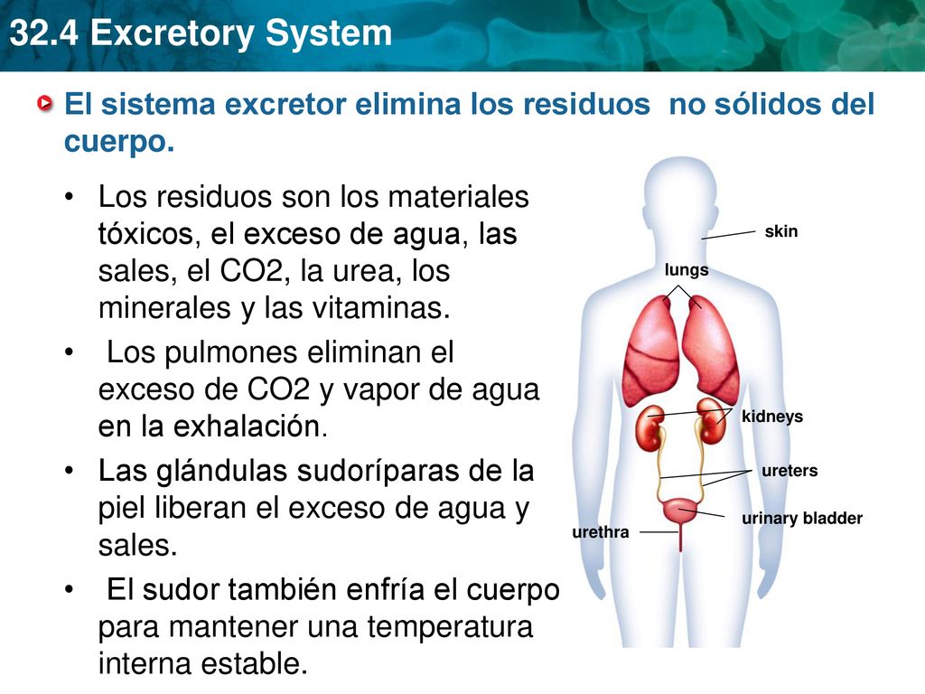 El sistema excretor elimina los residuos no sólidos del cuerpo.