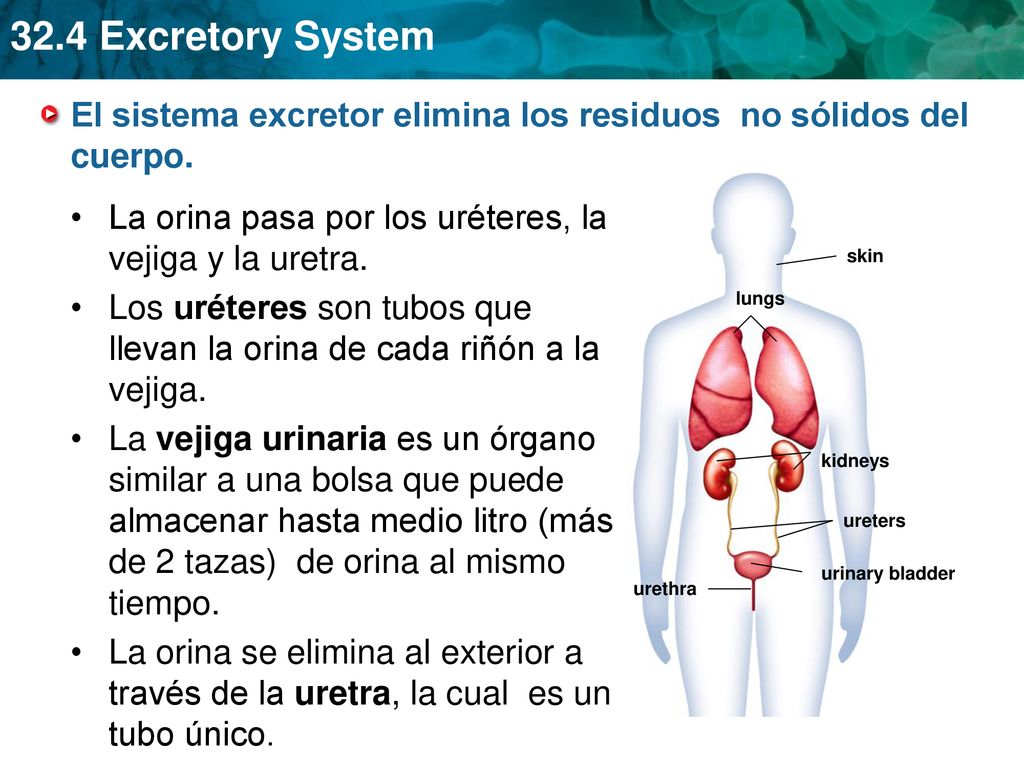 El sistema excretor elimina los residuos no sólidos del cuerpo.
