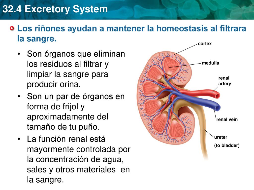 Los riñones ayudan a mantener la homeostasis al filtrara la sangre.