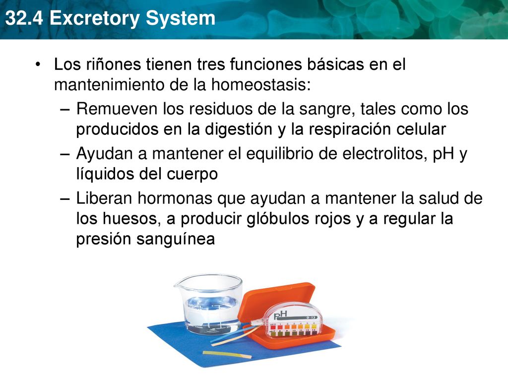 Los riñones tienen tres funciones básicas en el mantenimiento de la homeostasis: