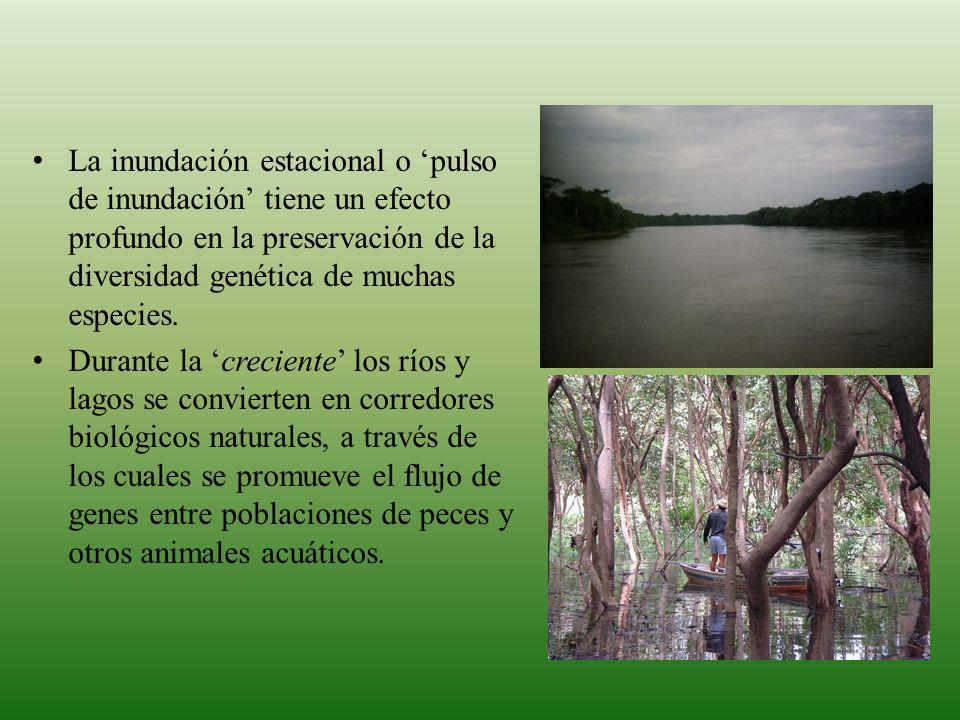 La inundación estacional o ‘pulso de inundación’ tiene un efecto profundo en la preservación de la diversidad genética de muchas especies.