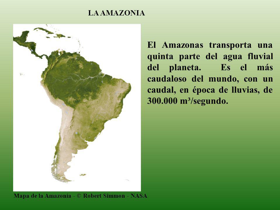 LA AMAZONIA