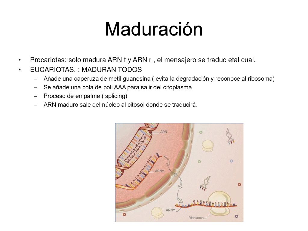Maduración Procariotas: solo madura ARN t y ARN r , el mensajero se traduc etal cual. EUCARIOTAS. : MADURAN TODOS.