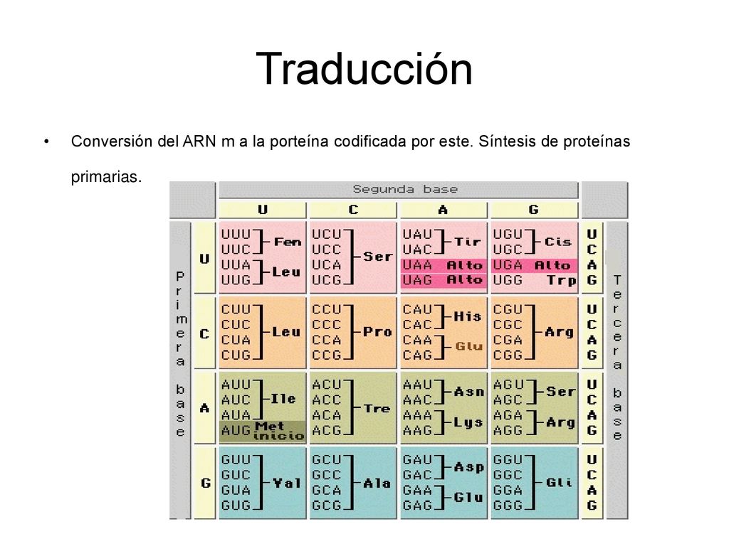Traducción Conversión del ARN m a la porteína codificada por este. Síntesis de proteínas primarias.