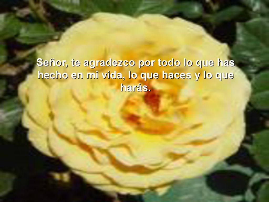 Señor, te agradezco por todo lo que has hecho en mi vida, lo que haces y lo que harás.