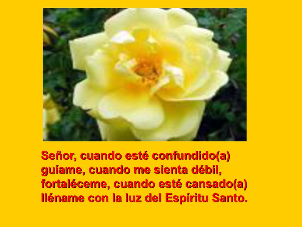 Señor, cuando esté confundido(a) guíame, cuando me sienta débil, fortaléceme, cuando esté cansado(a) lléname con la luz del Espíritu Santo.