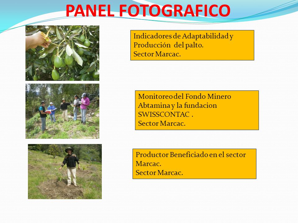 PANEL FOTOGRAFICO Indicadores de Adaptabilidad y Producción del palto.