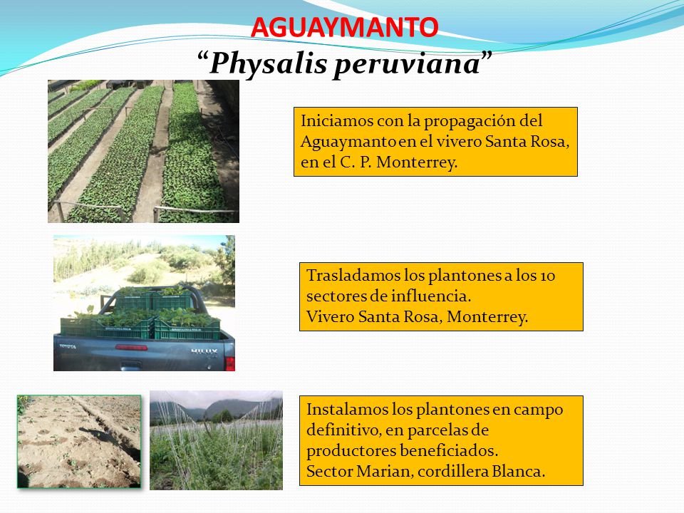 AGUAYMANTO Physalis peruviana