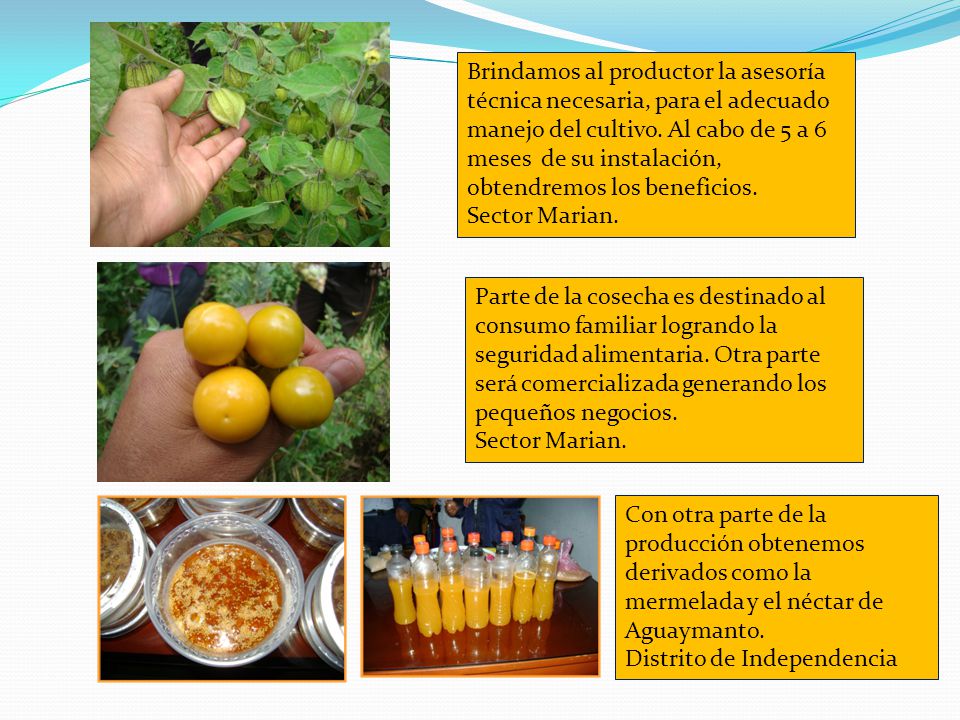Brindamos al productor la asesoría técnica necesaria, para el adecuado manejo del cultivo. Al cabo de 5 a 6 meses de su instalación, obtendremos los beneficios.