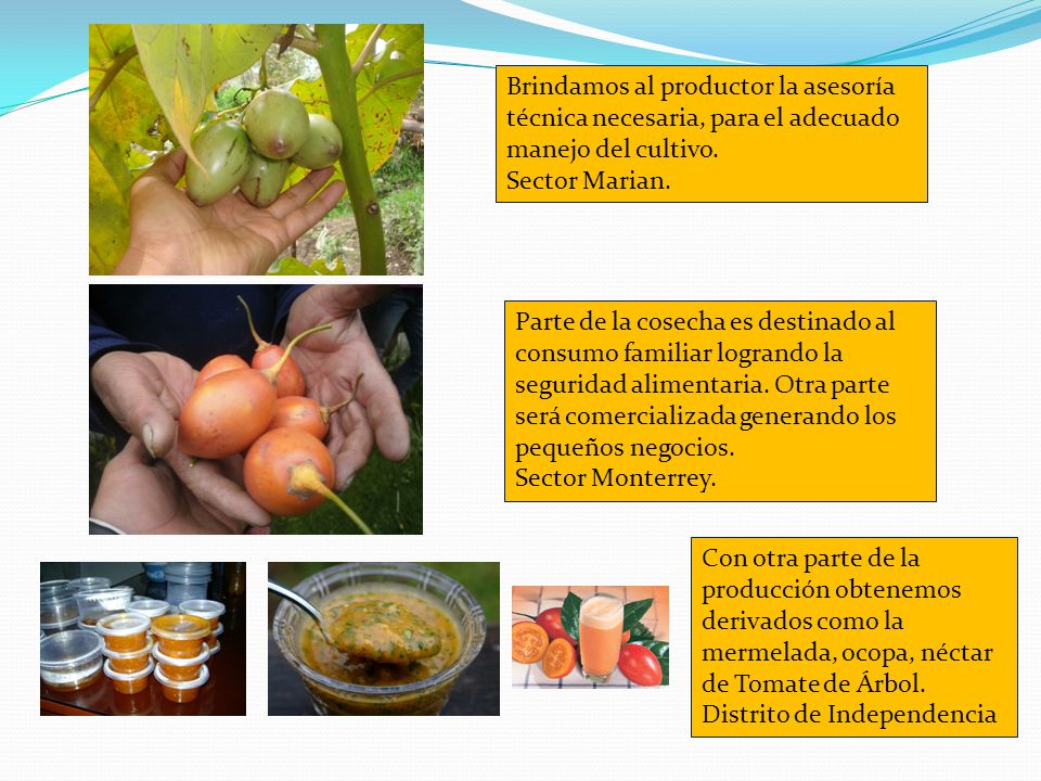 Brindamos al productor la asesoría técnica necesaria, para el adecuado manejo del cultivo.