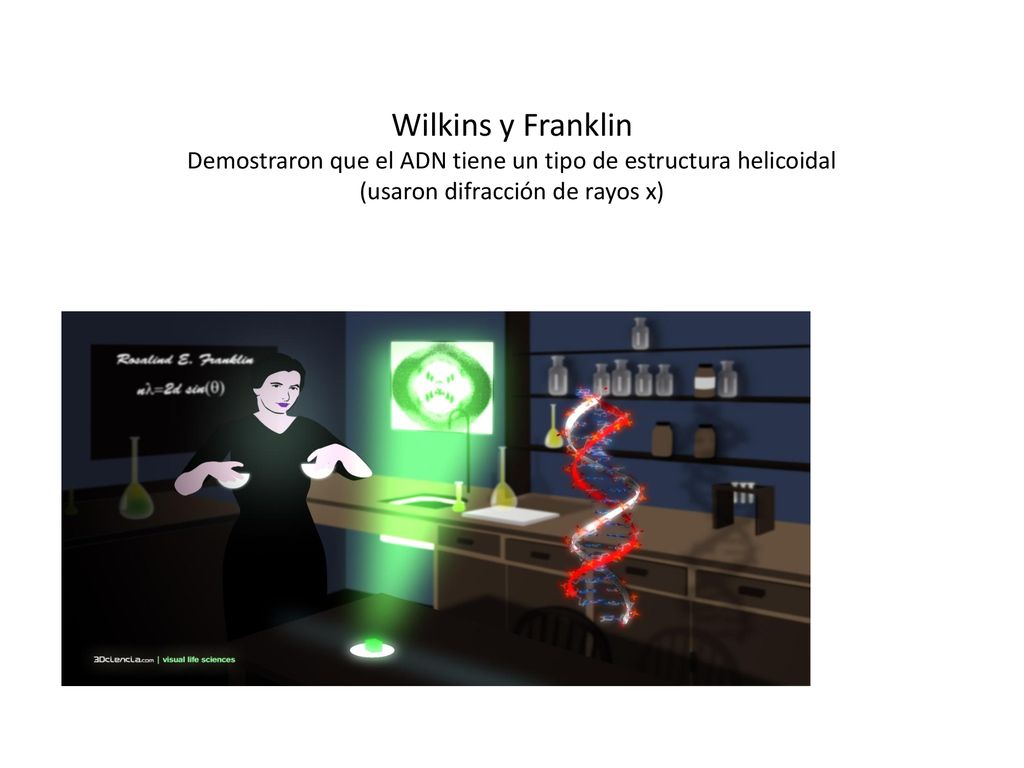 Wilkins y Franklin Demostraron que el ADN tiene un tipo de estructura helicoidal (usaron difracción de rayos x)