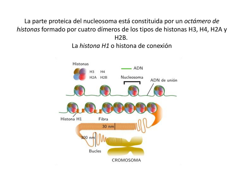 La parte proteica del nucleosoma está constituida por un octámero de histonas formado por cuatro dímeros de los tipos de histonas H3, H4, H2A y H2B. La histona H1 o histona de conexión