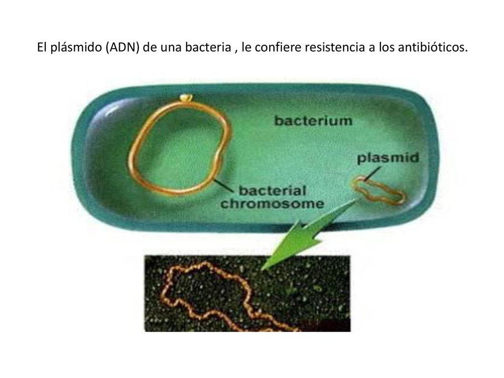 El plásmido (ADN) de una bacteria , le confiere resistencia a los antibióticos.