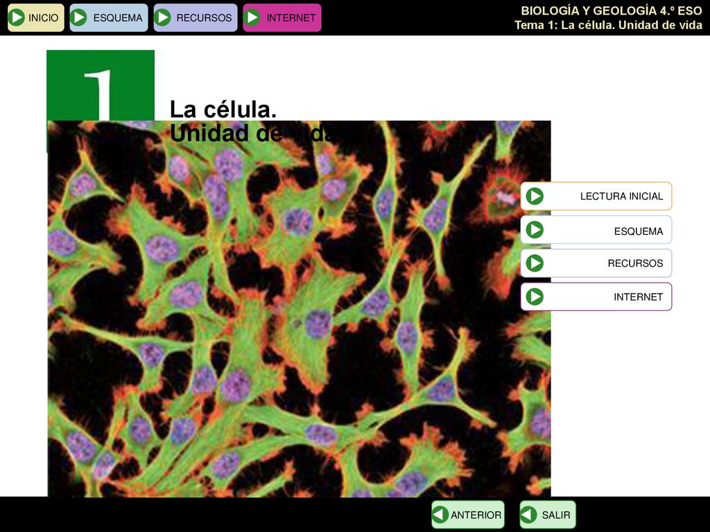 La célula. Unidad de vida ESQUEMA INICIO ESQUEMA RECURSOS INTERNET