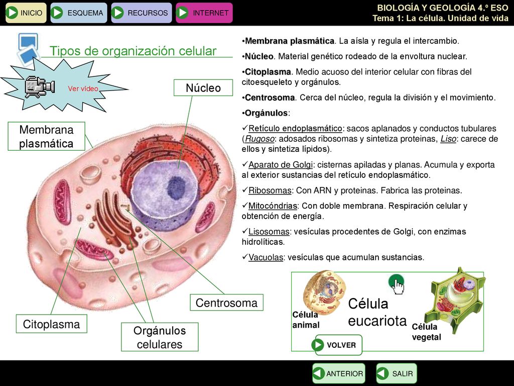 eucariota Tipos de organización celular Célula Núcleo