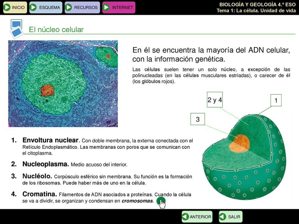 INICIO ESQUEMA. RECURSOS. INTERNET. El núcleo celular. En él se encuentra la mayoría del ADN celular, con la información genética.