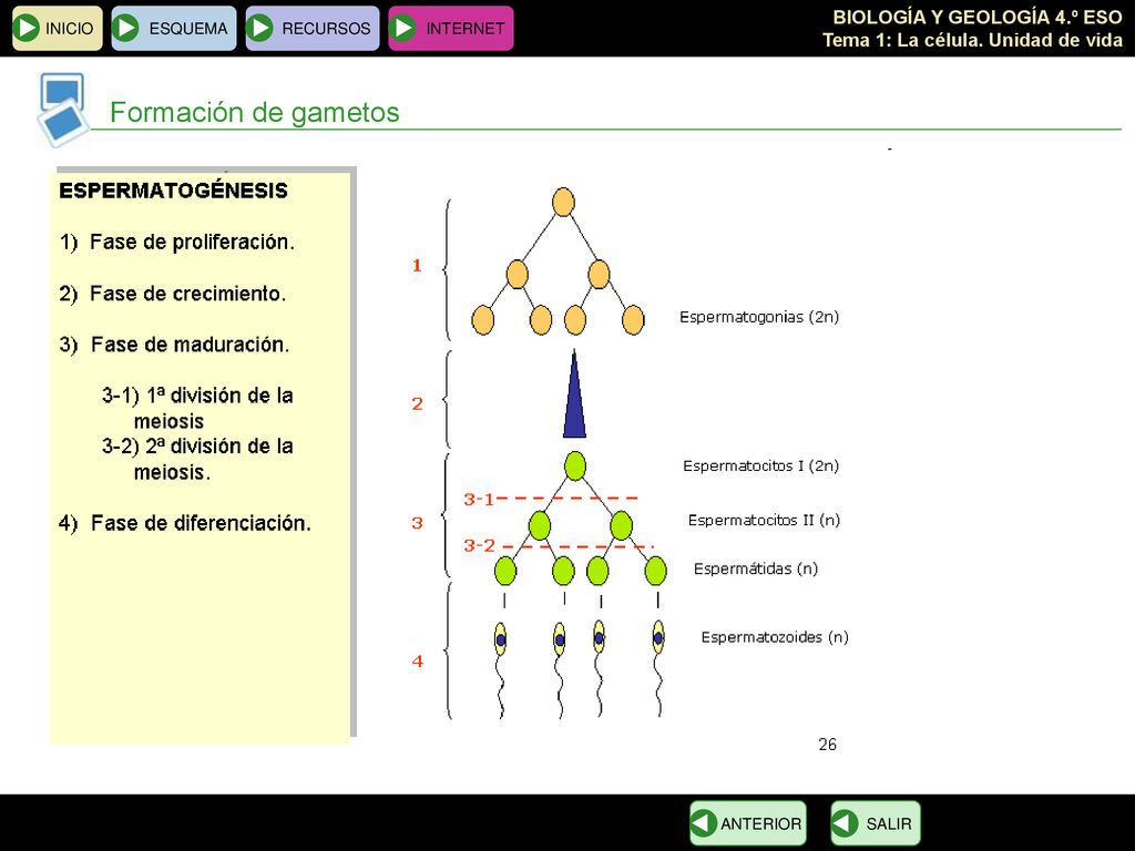 INICIO ESQUEMA RECURSOS INTERNET Formación de gametos ANTERIOR SALIR