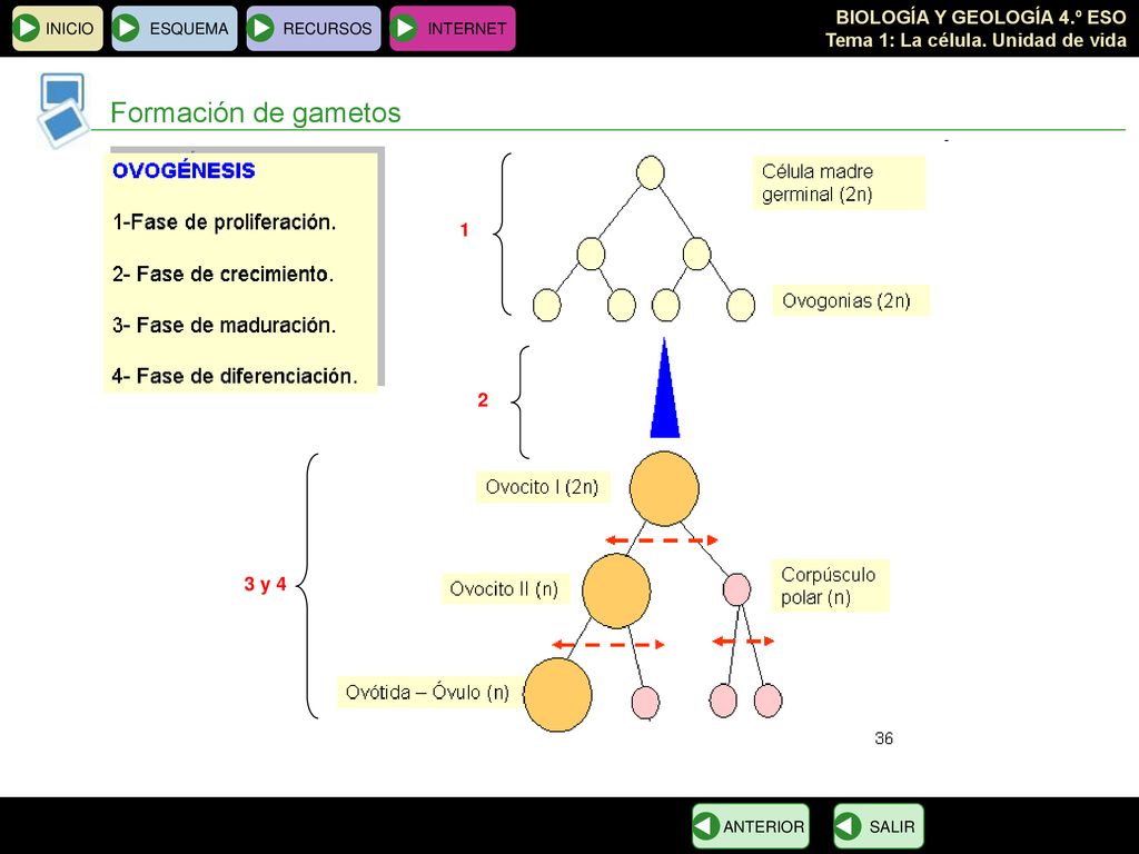 Formación de gametos y 4 INICIO ESQUEMA RECURSOS INTERNET
