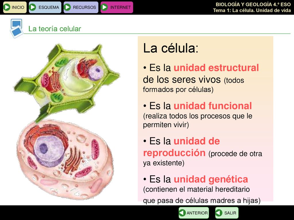 INICIO ESQUEMA. RECURSOS. INTERNET. La teoría celular. La célula: