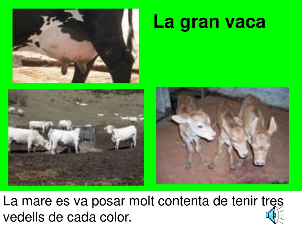 La gran vaca La mare es va posar molt contenta de tenir tres vedells de cada color.