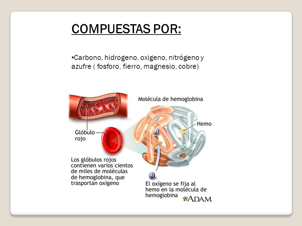 COMPUESTAS POR: Carbono, hidrogeno, oxigeno, nitrógeno y azufre ( fosforo, fierro, magnesio, cobre)