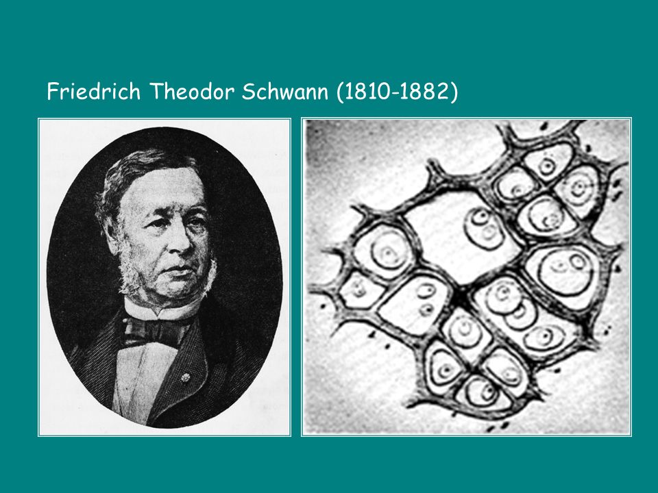 Friedrich Theodor Schwann ( )