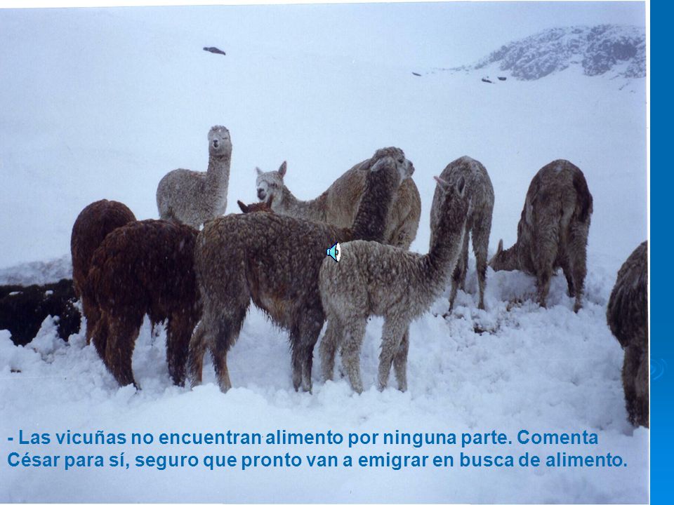 - Las vicuñas no encuentran alimento por ninguna parte