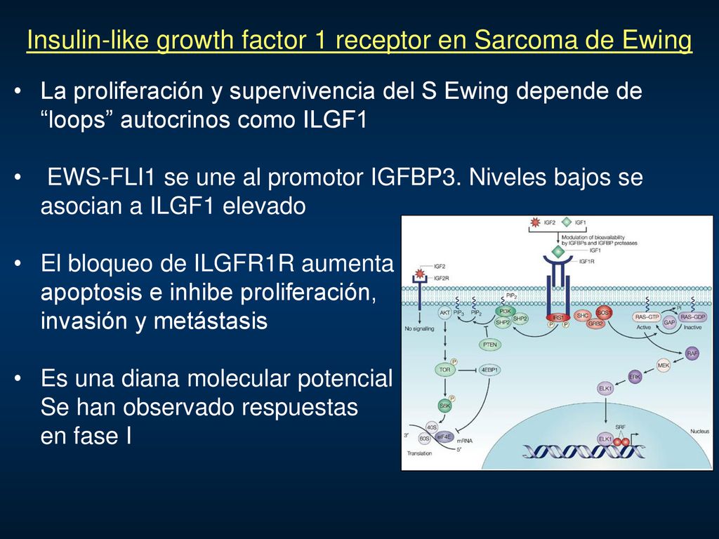 Insulin-like growth factor 1 receptor en Sarcoma de Ewing
