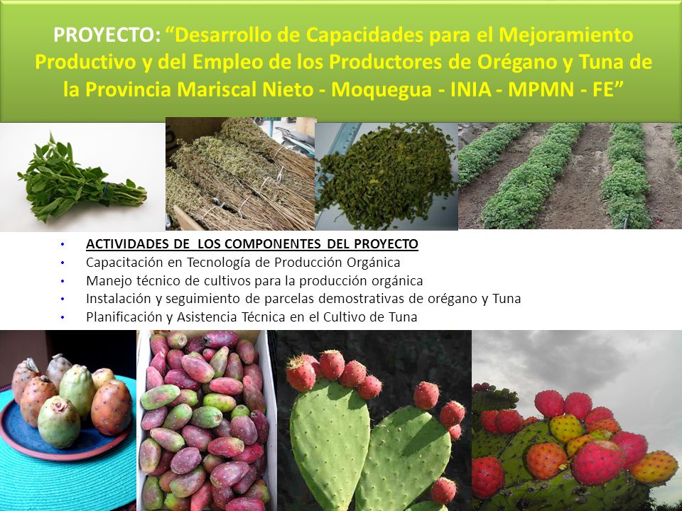 PROYECTO: Desarrollo de Capacidades para el Mejoramiento Productivo y del Empleo de los Productores de Orégano y Tuna de la Provincia Mariscal Nieto - Moquegua - INIA - MPMN - FE