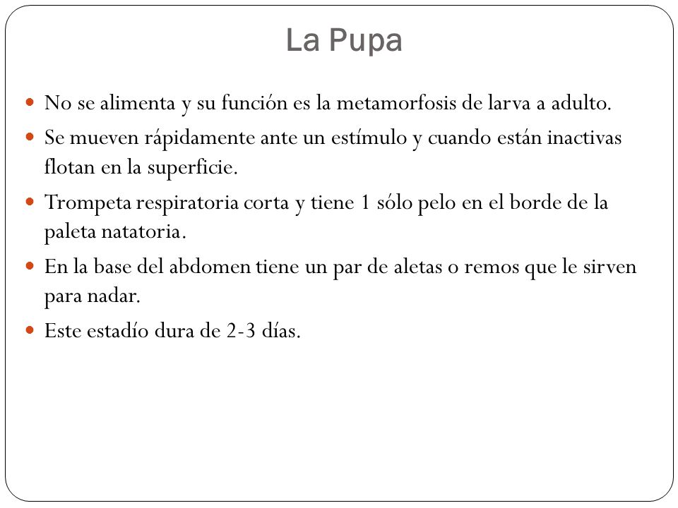 La Pupa No se alimenta y su función es la metamorfosis de larva a adulto.