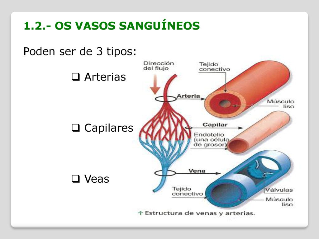 1.2.- OS VASOS SANGUÍNEOS Poden ser de 3 tipos: Arterias Capilares Veas