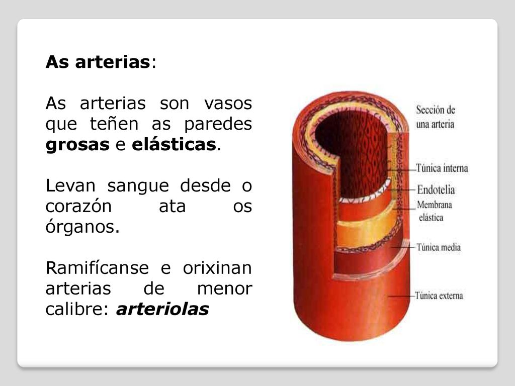 As arterias: As arterias son vasos que teñen as paredes grosas e elásticas. Levan sangue desde o corazón ata os órganos.