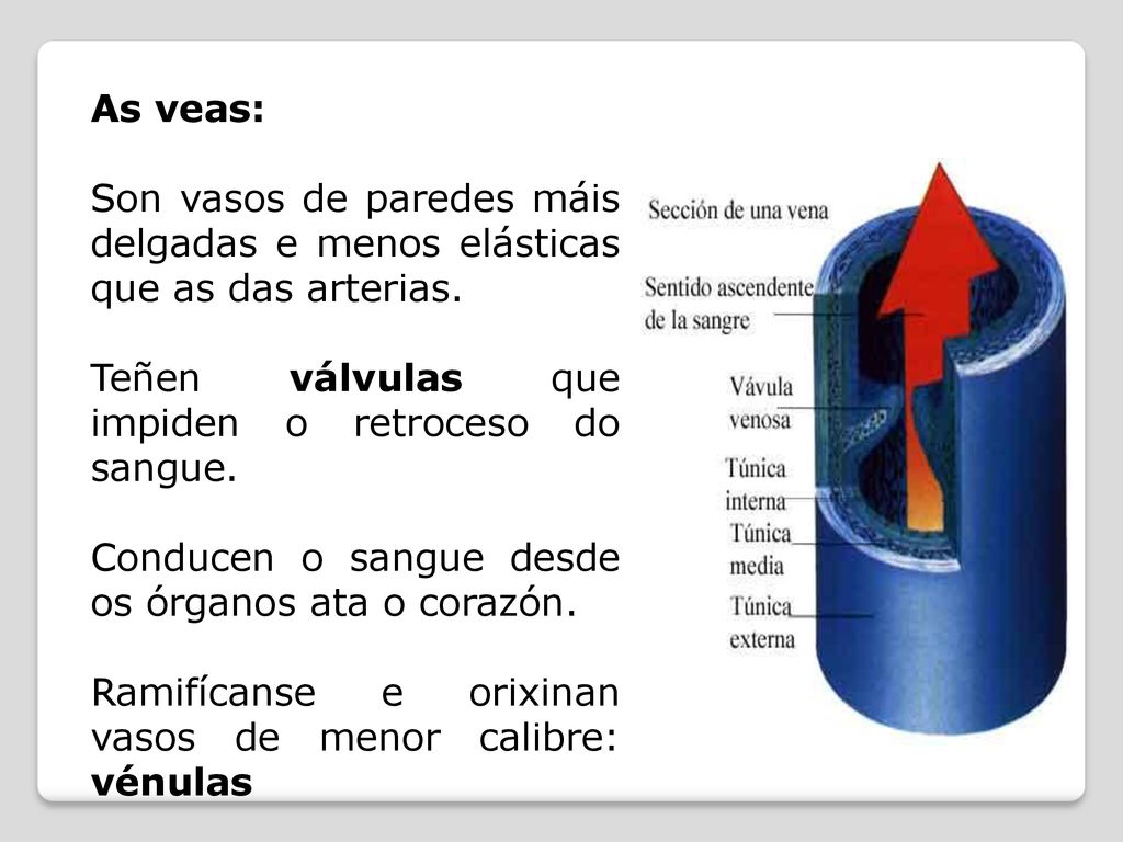As veas: Son vasos de paredes máis delgadas e menos elásticas que as das arterias. Teñen válvulas que impiden o retroceso do sangue.