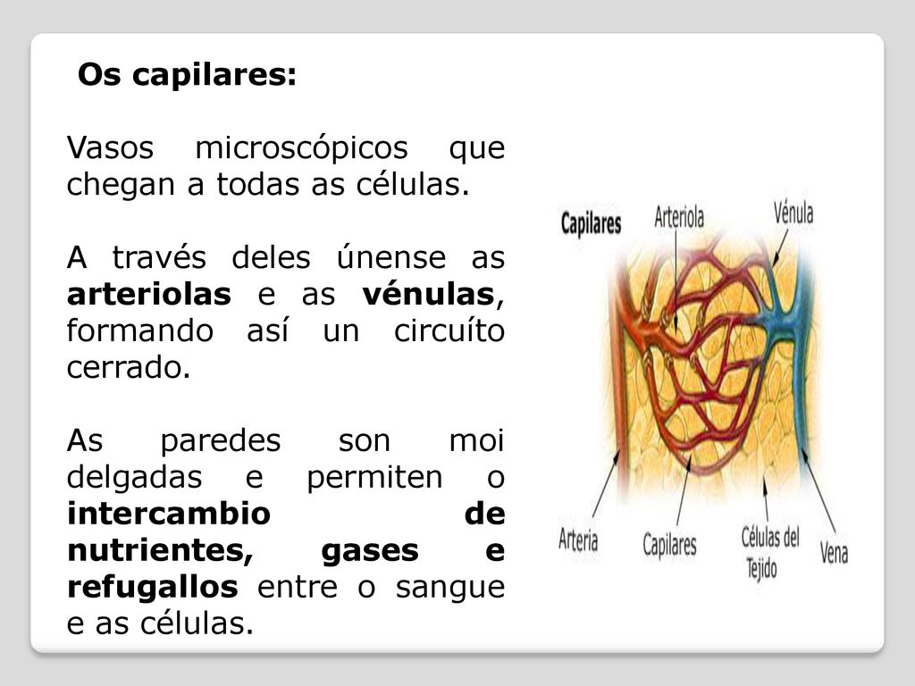 Os capilares: Vasos microscópicos que chegan a todas as células. A través deles únense as arteriolas e as vénulas, formando así un circuíto cerrado.