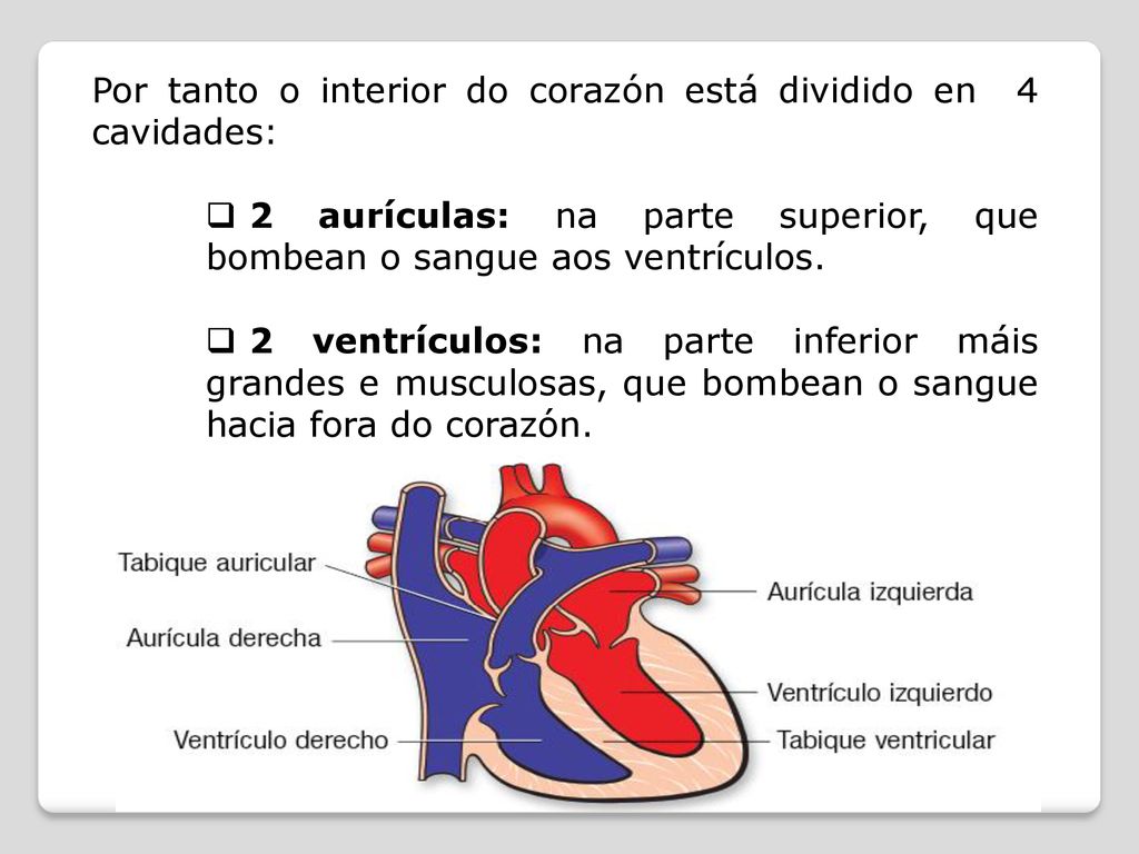 Por tanto o interior do corazón está dividido en 4 cavidades: