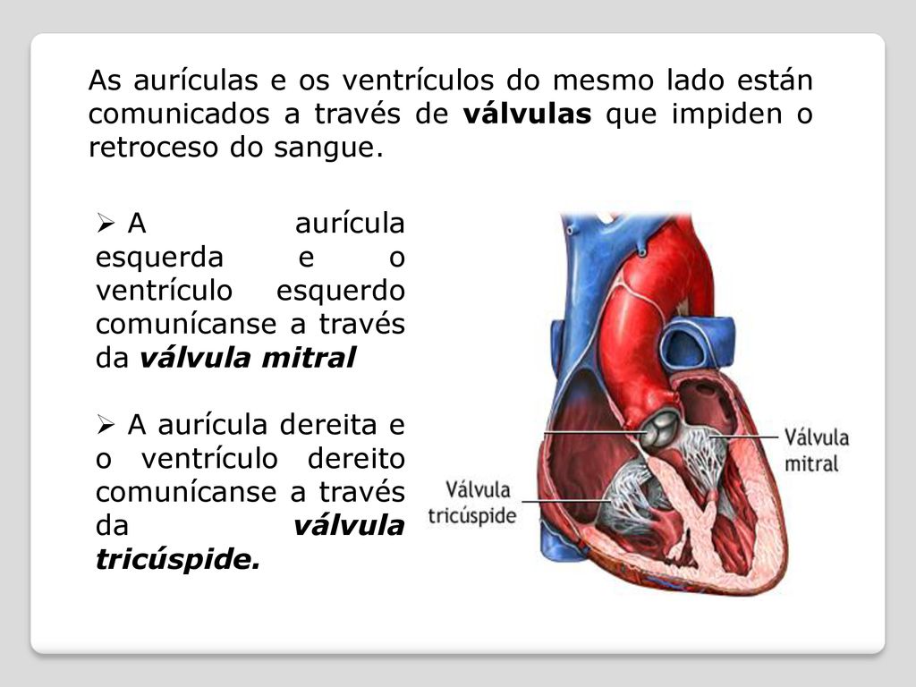 As aurículas e os ventrículos do mesmo lado están comunicados a través de válvulas que impiden o retroceso do sangue.