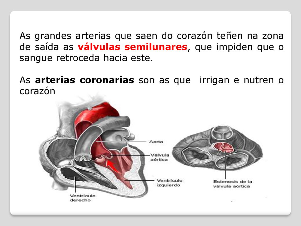As grandes arterias que saen do corazón teñen na zona de saída as válvulas semilunares, que impiden que o sangue retroceda hacia este.